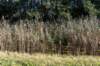 gagelbos_037_small.jpg