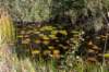 gagelbos_038_small.jpg