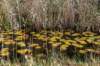 gagelbos_039_small.jpg