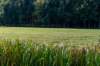 gagelbos_046_small.jpg