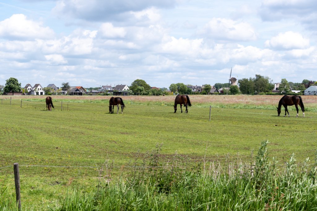 ruigenhoek_004.jpg