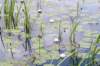 ruigenhoek_009_small.jpg