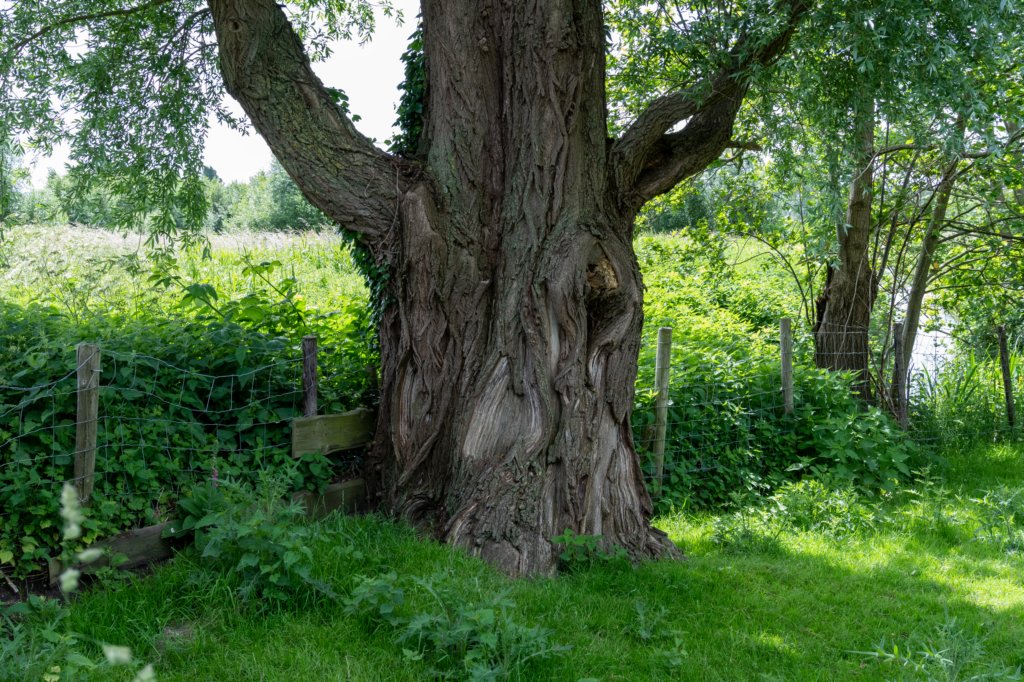 ruigenhoek_015.jpg
