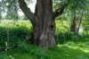 ruigenhoek_015_small.jpg