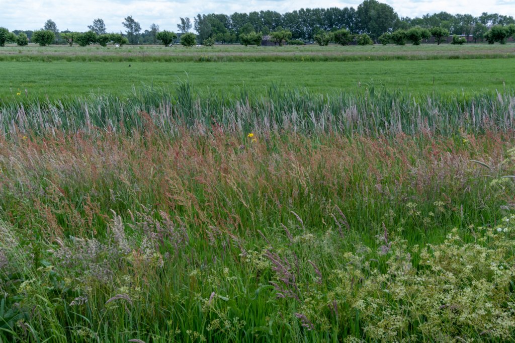 ruigenhoek_021.jpg