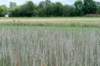 ruigenhoek_025_small.jpg
