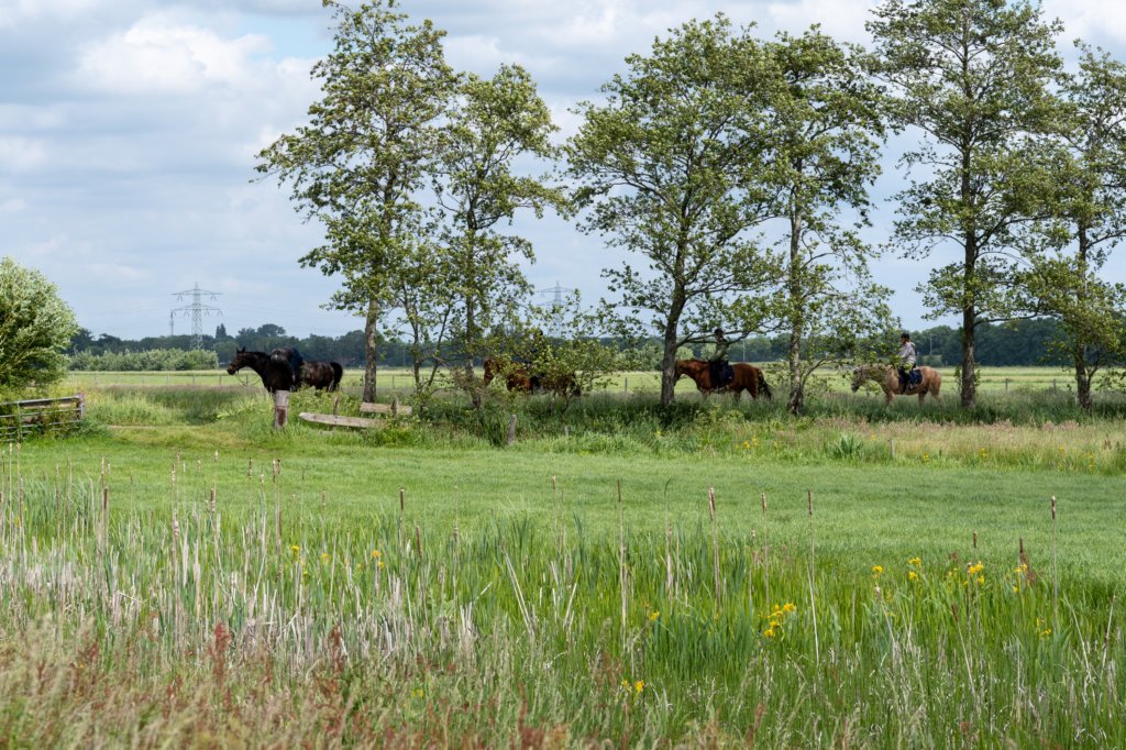 ruigenhoek_027.jpg
