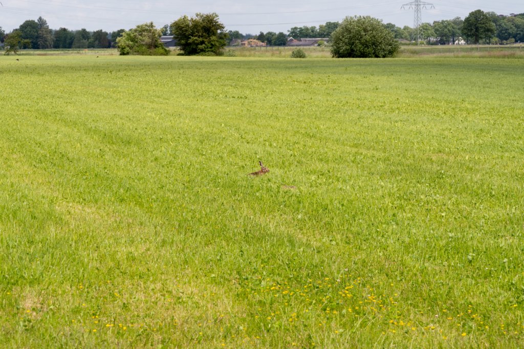 ruigenhoek_029.jpg
