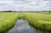 ruigenhoek_034_small.jpg