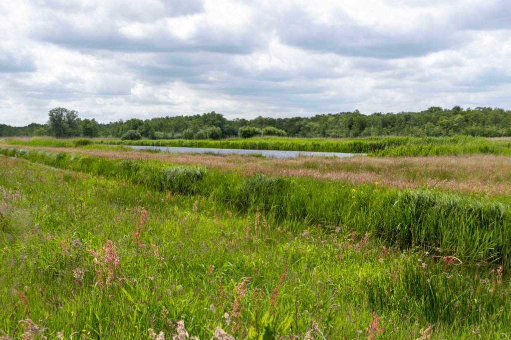 ruigenhoek_036.jpg