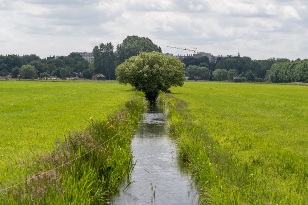 ruigenhoek_040.jpg