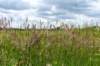 ruigenhoek_041_small.jpg