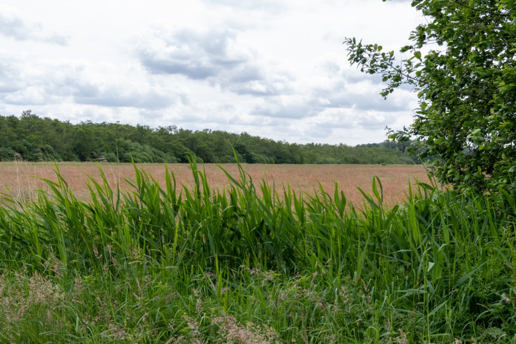 ruigenhoek_042.jpg