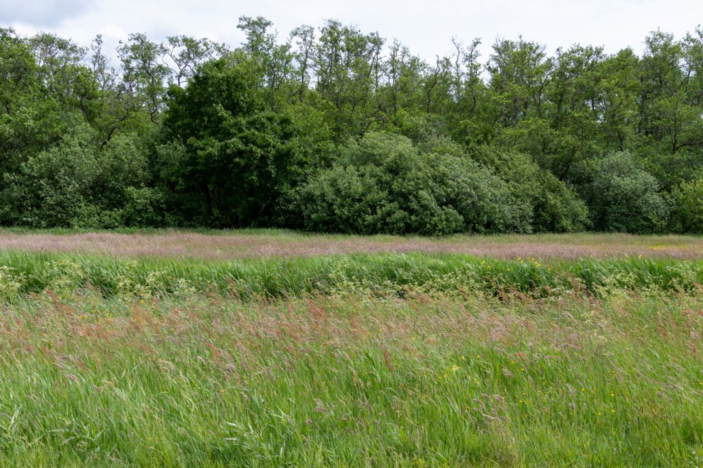 ruigenhoek_045.jpg
