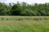 ruigenhoek_045_small.jpg
