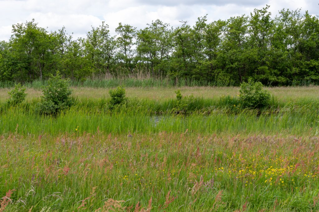 ruigenhoek_048.jpg