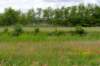 ruigenhoek_048_small.jpg