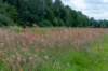 ruigenhoek_049_small.jpg