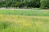 ruigenhoek_052_small.jpg