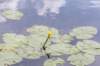 ruigenhoek_058_small.jpg