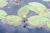 ruigenhoek_059_small.jpg