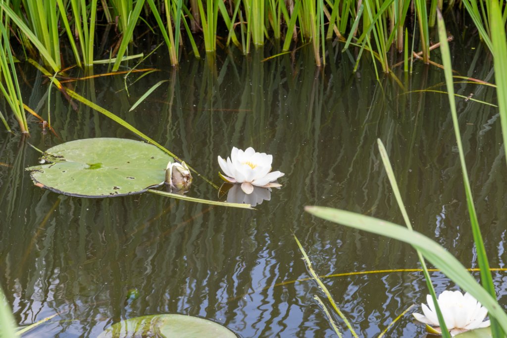 ruigenhoek_061.jpg