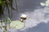 ruigenhoek_062_small.jpg