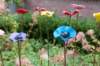 maarn_doorn_001_small.jpg