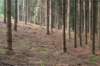 maarn_doorn_003_small.jpg