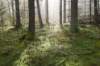 maarn_doorn_004_small.jpg