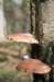 maarn_doorn_006_small.jpg