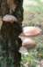 maarn_doorn_007_small.jpg