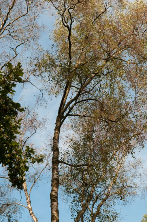 maarn_doorn_009.jpg