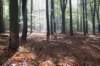maarn_doorn_010_small.jpg