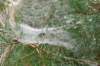 maarn_doorn_011_small.jpg