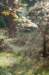 maarn_doorn_012_small.jpg