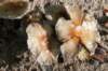 maarn_doorn_017_small.jpg