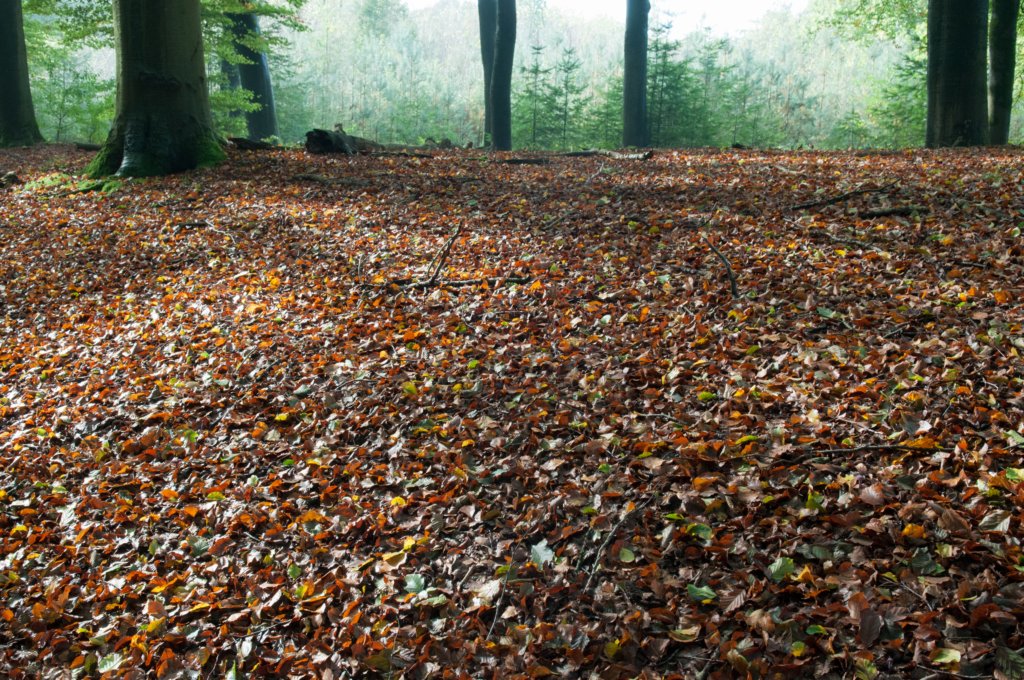 maarn_doorn_019.jpg