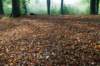 maarn_doorn_019_small.jpg