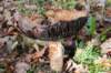 maarn_doorn_020_small.jpg