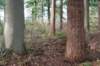 maarn_doorn_024_small.jpg