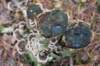 maarn_doorn_033_small.jpg
