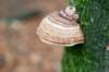 maarn_doorn_036_small.jpg