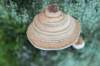 maarn_doorn_037_small.jpg