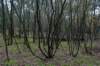 deheuvelrug_015_small.jpg