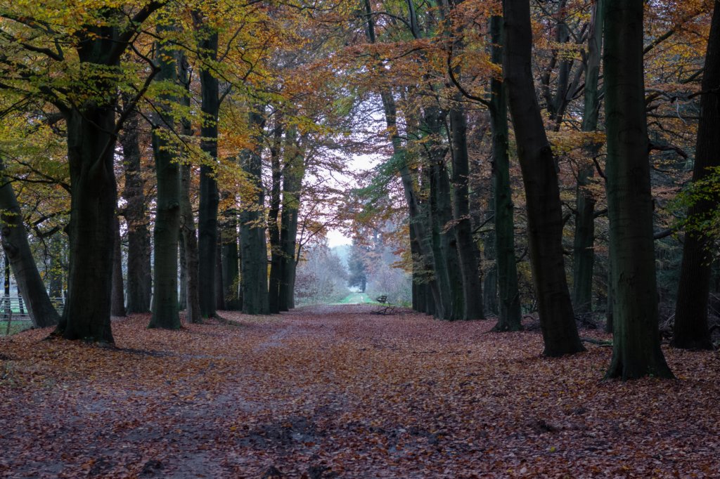deheuvelrug_029.jpg