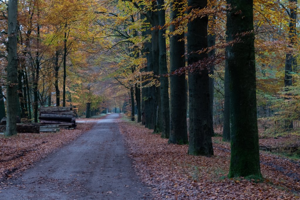 deheuvelrug_035.jpg