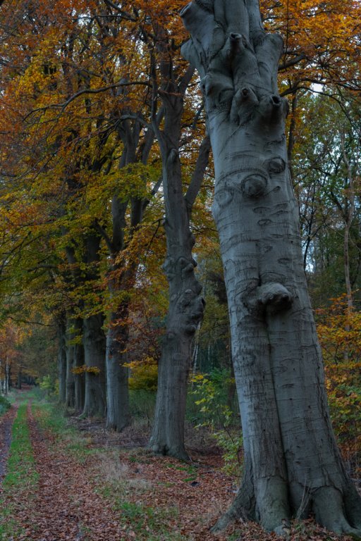 deheuvelrug_043.jpg
