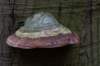 deheuvelrug_047_small.jpg