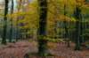 deheuvelrug_050_small.jpg